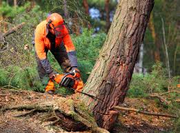 Trusted Fairfield, AL  Tree Services Experts